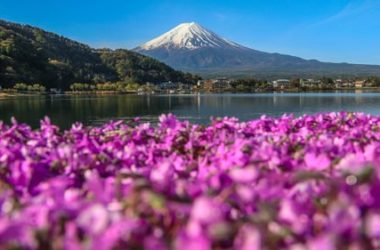 In Giappone impazza lo Shiba-Sakura Festival, ovvero il Festival del Muschio Rosa
