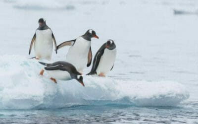 Il rapace che ruba la videocamera e filma la colonia di pinguini