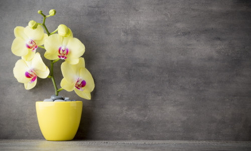 Come curare le orchidee in casa e in balcone