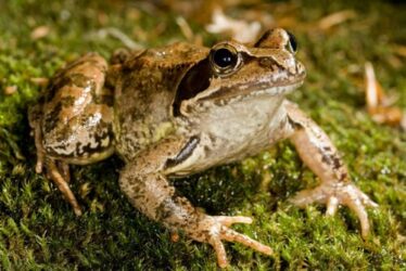 L’Italia è il Paese europeo con maggiore diversità biologica