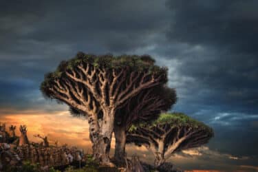 Anche gli alberi di Socotra a rischio per il global warming