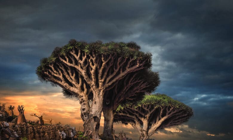 alberi di socotra