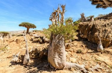 Anche gli alberi di Socotra a rischio per il global warming