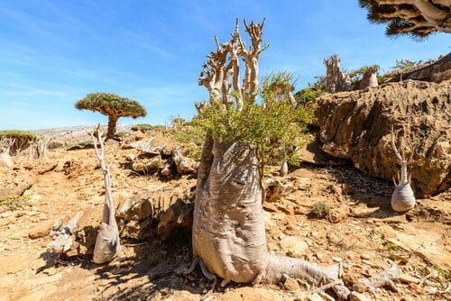alberi di Socotra