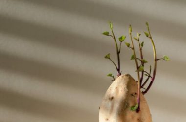 Scopriamo come far crescere una pianta da uno scarto alimentare: nuova vita per gli avanzi