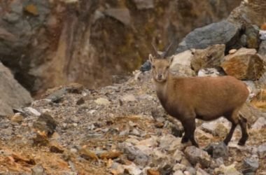 Un patrimonio naturalistico unico: il Parco Nazionale dello Stelvio