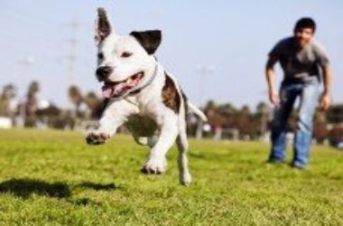Per i cani rapiti nulla da fare: è un reato inesistente