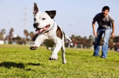 Per i cani rapiti nulla da fare: è un reato inesistente