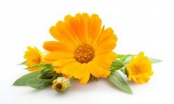 Calendula officinalis: scopriamo l’olio e le creme derivanti dai fiori di questa pianta
