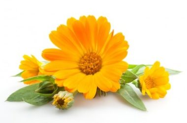 Calendula officinalis: scopriamo l’olio e le creme derivanti dai fiori di questa pianta
