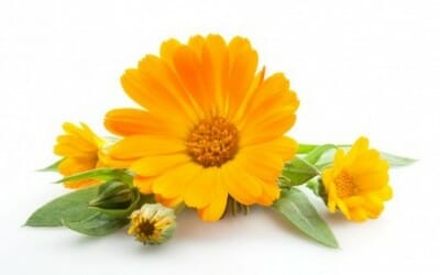 Calendula officinalis proprietà: scopriamo l’olio e le creme derivanti dai fiori di questa pianta
