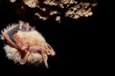 Pipistrelli a rischio: 7 milioni morti per la sindrome da ibernazione