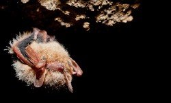 Pipistrelli a rischio: 7 milioni morti per la sindrome da ibernazione