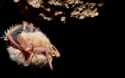 Pipistrelli a rischio: 7 milioni morti per la sindrome da ibernazione