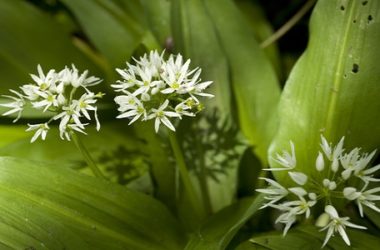 Alla scoperta della variante selvatica dell’aglio comune, l’aglio orsino