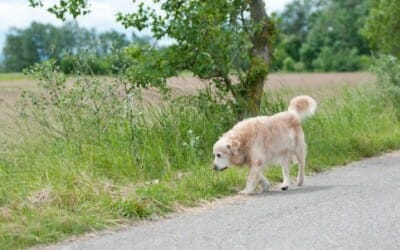 Meno animali abbandonati in Italia quest’estate