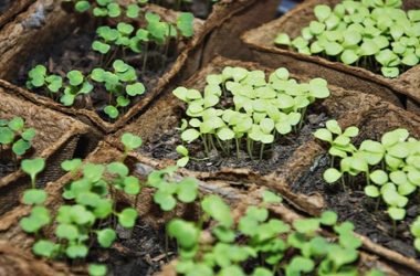 Semi per orto: quando è il periodo migliore nell’anno per comprarli o scambiarli?