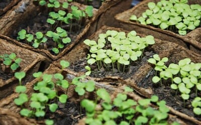 Semi per orto: quando è il periodo migliore nell’anno per comprarli o scambiarli?