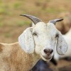 Quali sono le particolarità del latte di capra e a chi è adatto