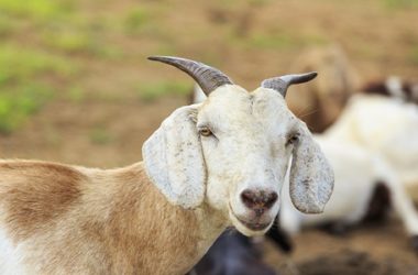 Quali sono le particolarità del latte di capra e a chi è adatto
