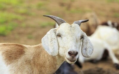 Quali sono le particolarità del latte di capra e a chi è adatto