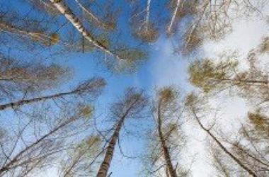 Alberi e clima: crescono più velocemente per il global warming