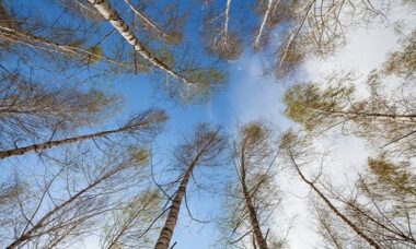 Alberi e clima: crescono più velocemente per il global warming