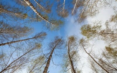 Alberi e clima: crescono più velocemente per il global warming