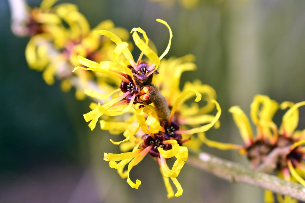 usi tintura madre garcinia