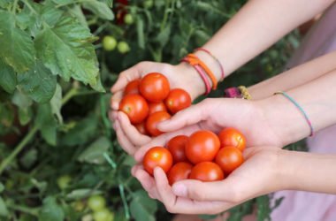 Orto sul balcone: guida pratica alle piante da terrazzo