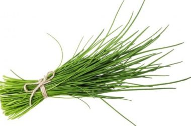 Erba cipollina: proprietà e benefici