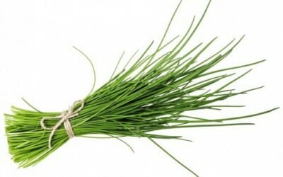 Erba cipollina: proprietà e benefici
