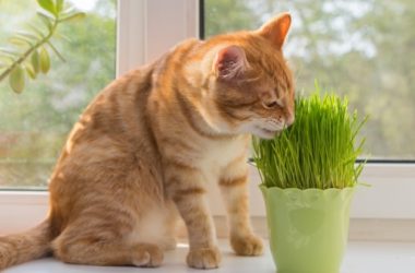 Erba gatta: benefici, effetti e proprietà della nepeta cataria