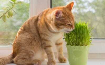 Erba gatta: benefici, effetti e proprietà della nepeta cataria