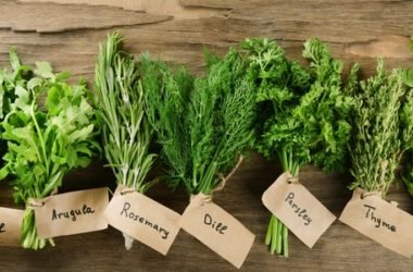 Come essiccare le erbe aromatiche