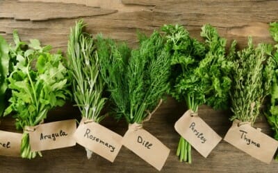 Come essiccare le erbe aromatiche