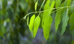 Eucalipto: benefici e proprietà di questa pianta