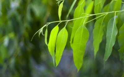 Eucalipto: benefici e proprietà di questa pianta