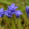 Genziana: benefici e proprietà della pianta genziana