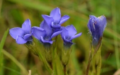 Genziana: benefici e proprietà della pianta genziana