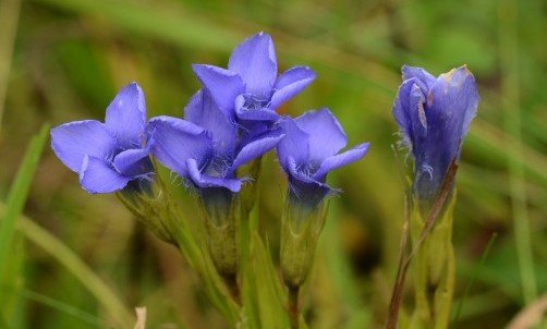 Genziana benefici e proprietà di questa pianta erbacea perenne