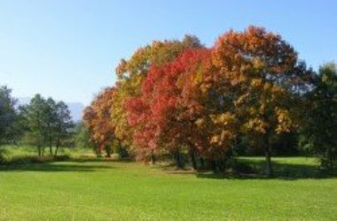 Come mantenere il prato in autunno: 3 consigli utili