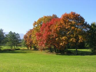 Come mantenere il prato in autunno: 3 consigli utili