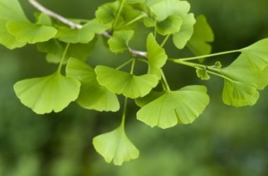 Ginkgo biloba: benefici e proprietà