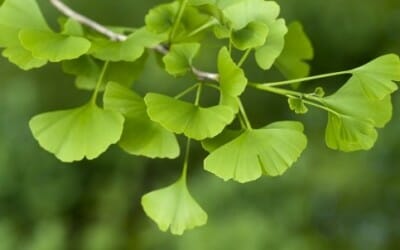 Ginkgo biloba: benefici e proprietà