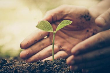 Agricoltura sostenibile in Italia i contadini adottano pratiche sempre più green