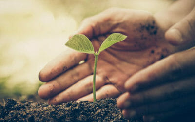 Agricoltura sostenibile in Italia i contadini adottano pratiche sempre più green