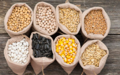 I cereali fanno bene: ecco tante ricette per scoprirli