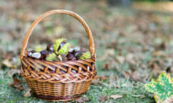 Come raccogliere le castagne in maniera sostenibile