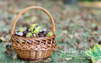 Come raccogliere le castagne in maniera sostenibile